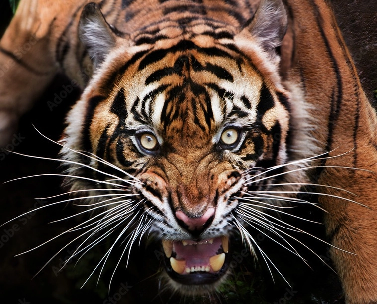 TIGERCOM的头像-梦楠分享