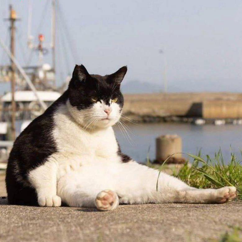 Joker的头像-梦楠分享